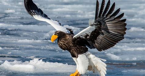 How Big Are Steller's Sea Eagles? (Wingspan + Size) | Birdfact