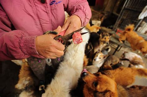 Retired Schoolteacher Pays $1K to Save Dogs From Yuelin Festival [Photos]