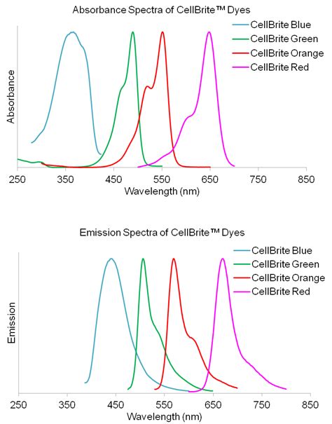 CellBrite® Cytoplasmic Membrane Dyes - Biotium