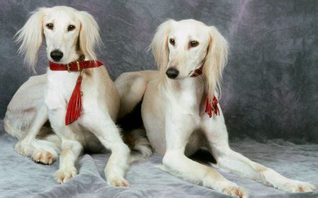 Saluki Dog Info, Temperament, Puppies, Pictures