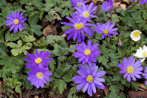 Anemone blanda 'Blue Shades' - Stock Image - B800/2988 - Science Photo ...