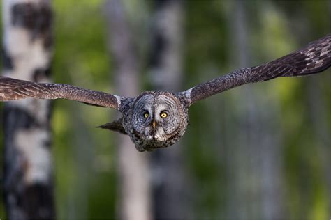 Forest owls in flight | Christopher Martin Photography