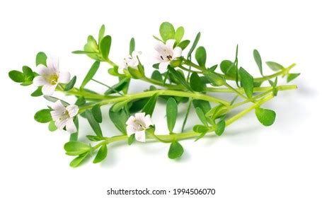 Fresh Brahmi Leaves Flowers Isolated On Stock Photo 1994506070 ...