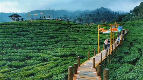 Mount Gambir Tea Garden: Natural Tourism on Argopuro Slopes