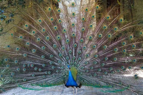 Peacocks of the LA Arboretum Stock Photo - Image of arboretum, angeles ...