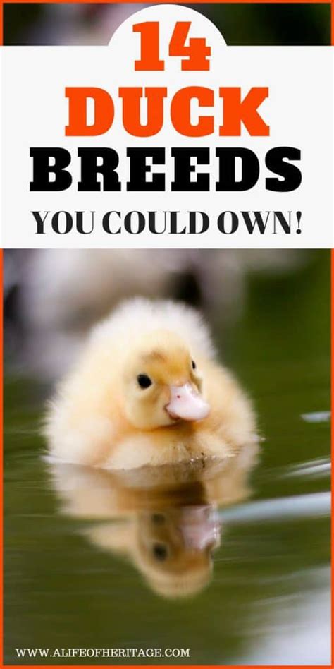 Duck Breeds: 14 Breeds YOU Could Own and Their Facts at a Glance