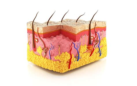 Quelles sont les différentes couches de la peau humaine ? | Peau ...