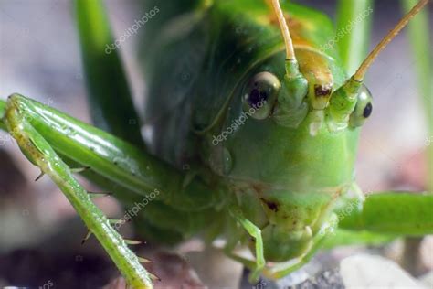 Gran grillo verde Bush (tettigonia viridissima) Grillo verde ...