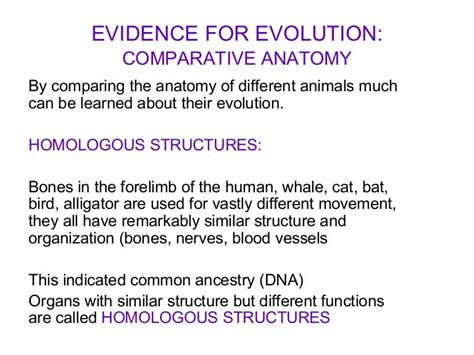 Comparative Anatomy