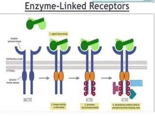 Receptors types | PPT