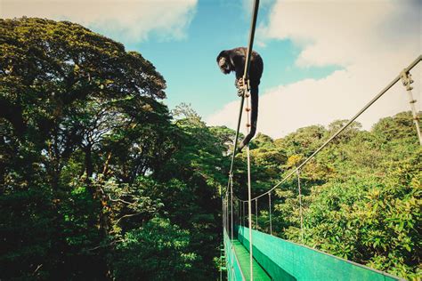 monteverde-sky-walk – MONTEVERDE TOURS CR