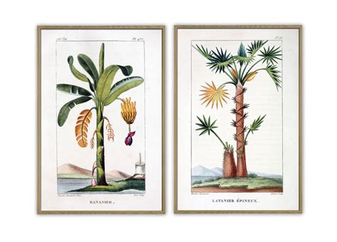 Palm Art Print Set Botanical Antique Illustration Banana - Etsy Latvia Tropical Palm Print, Palm ...