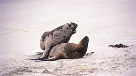 Sea lions mating (Skeleton Coast) - YouTube