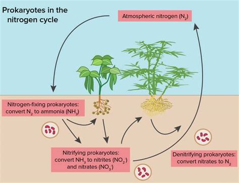 Nitrogen Cycle - Process, Steps (with Diagrams) - Explained - Laboratoryinfo.com