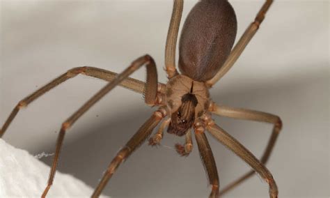 Brown Recluse Spiders in Arkansas: Where They Live, What They Eat, How to Get Rid of Them - A-Z ...