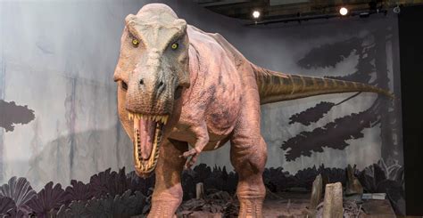 Controversial paper suggests there are three Tyrannosaurus species | Natural History Museum