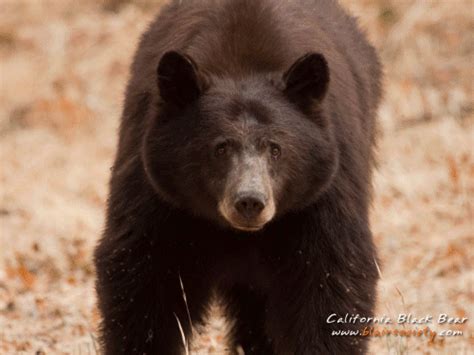 California Black Bears - Bears Of The World