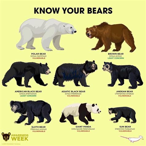 the bears are all different colors and sizes