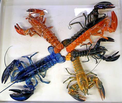 Blue Lobster Aquarium