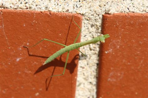 Chinese Mantis (Tenodera sinensis) Care Sheet | Keeping Exotic Pets