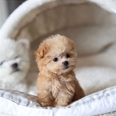 25 Teddy Bear Dog Breeds - Shichon, Morkie, Cockapoo | Bear dog breed, Miniature dog breeds ...