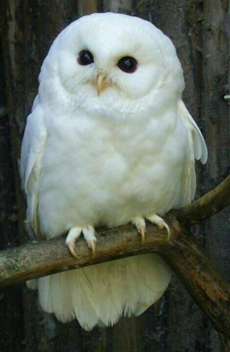 Sign in | Cute animals, Owl, Animals beautiful