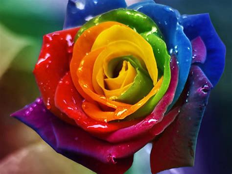 Rainbow Roses Background