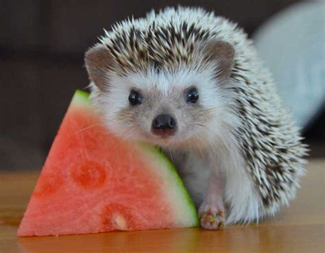 25 Pictures That Show Hedgehogs are the Cutest