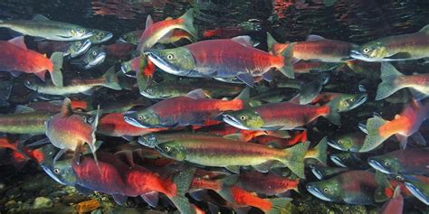 Where to see the Kokanee Salmon run in Utah | UTAWESOME