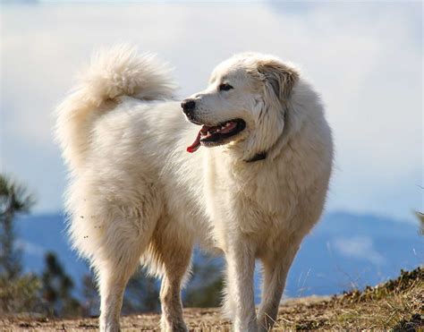 Great Pyrenees Dog Breed » Information, Pictures, & More