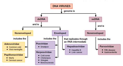 Classification of viruses on the basis of genome - Microbiology Notes