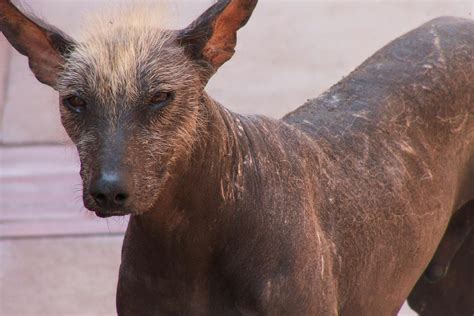 Alopecia X in Dogs - Symptoms, Causes, Diagnosis, Treatment, Recovery ...