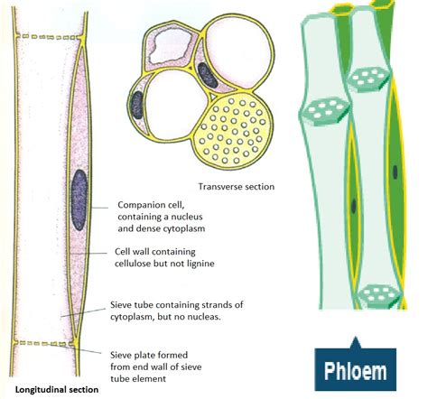 [DIAGRAM] Tree Diagram Cells Companion A Biography - MYDIAGRAM.ONLINE