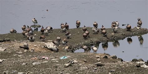 Hebbal Lake: Birds & Birders’ Paradise - Star of Mysore