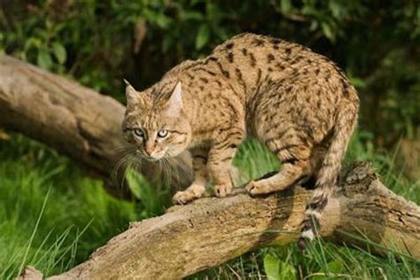 Chinese Desert (or Mountain) Cat v Proailurus lemanensis - Carnivora