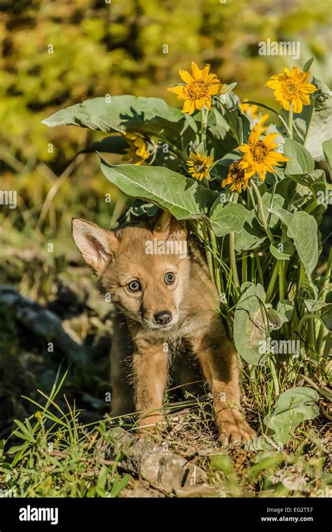 Baby wolves hi-res stock photography and images - Alamy