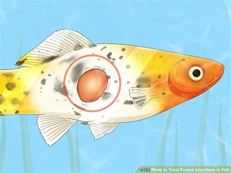 3 Ways to Treat Fungal Infections in Fish - wikiHow