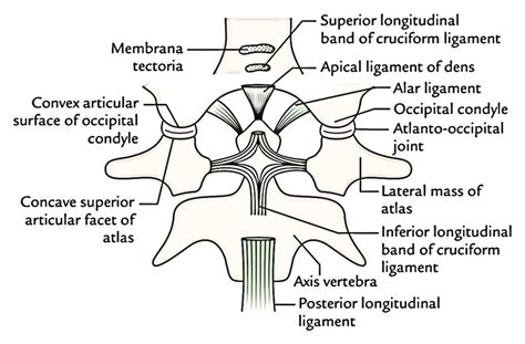 Atlanto Occipital Joint Diagram - Ligaments Median Atlantoaxial Joint ...