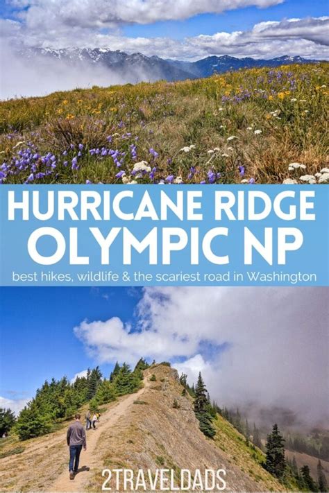 Hiking Hurricane Ridge in Olympic National Park: wildlife and beautiful view