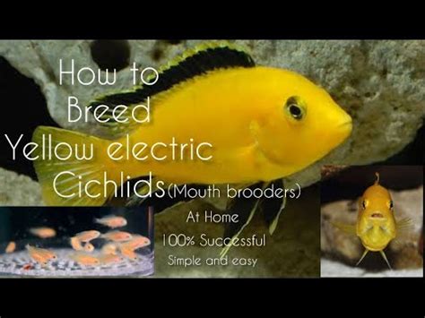 How to Breed yellow electric cichlids | LIVE AQUARIUM - YouTube