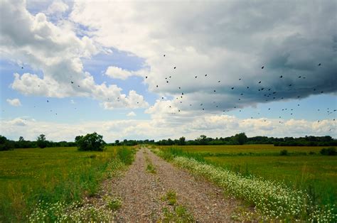 Field Road Free Stock Photo - Public Domain Pictures