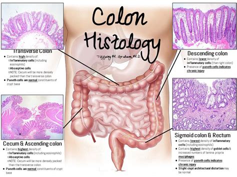 A Histology Tour of the GI Tract- The Colon, Rectum and Anus