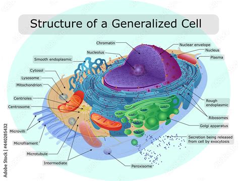 The structure of the human cell Stock-Vektorgrafik | Adobe Stock