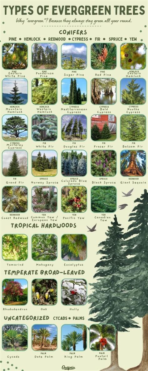 35 Types of Evergreen Trees: Earth's Spectacular Gems