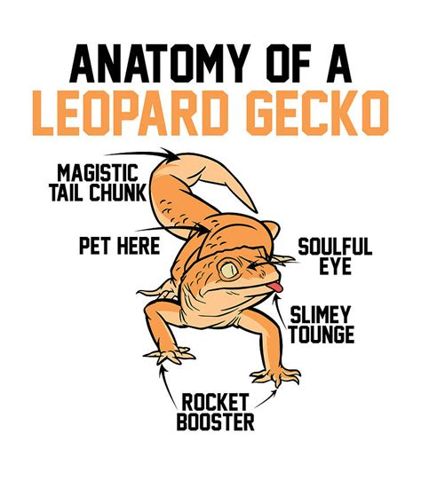 Anatomy Of A Leopard Gecko Funny Reptile Lizard Digital Art by Florian ...