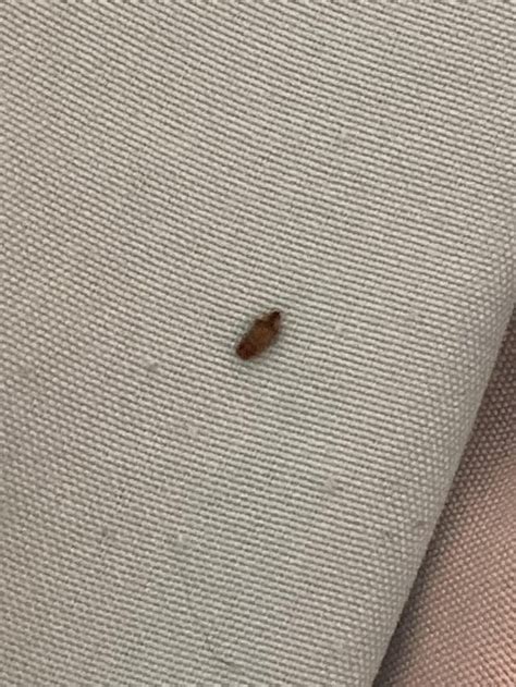 Carpet beetle larvae? : r/Bedbugs