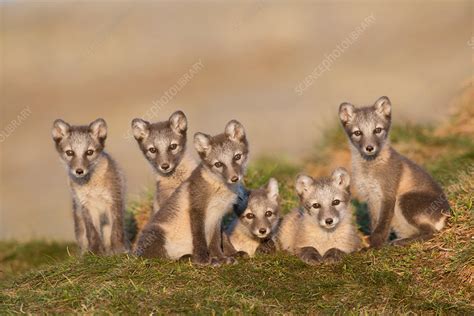 Arctic fox cubs looking curiously - Stock Image - C042/5526 - Science ...