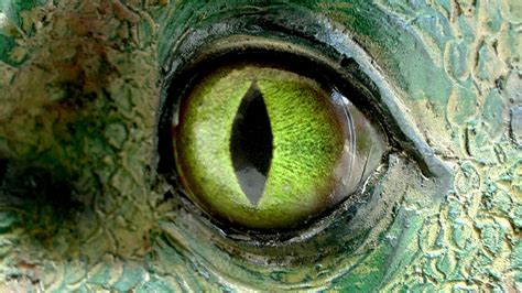 Allosaurus Dinosaurs Eyes Free Stock Photo - Public Domain Pictures