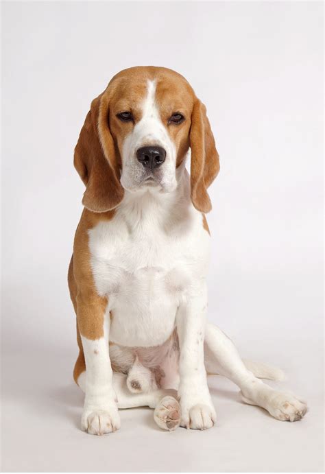 33 Fantastic Lemon Beagle Facts - From History To Present Day