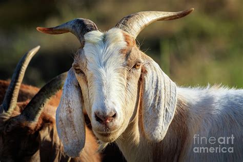 Anglo-nubian goat Photograph by Richard Smith - Fine Art America